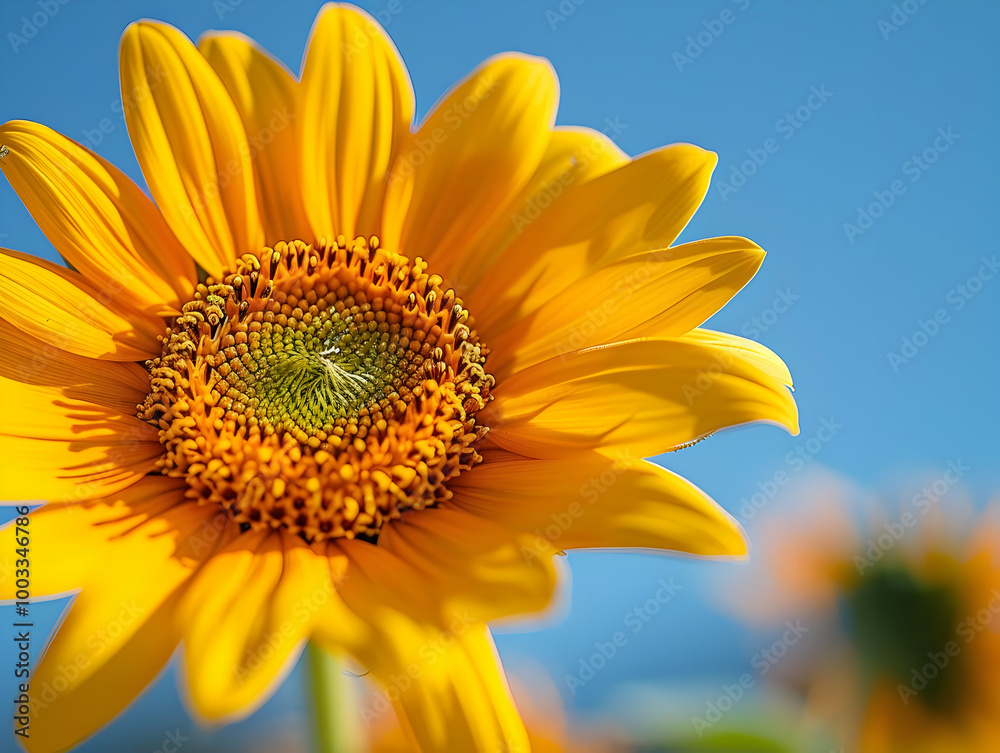 Obraz premium Close-Up of a Vibrant Yellow Sunflower with a Blue Sky Background - Photo