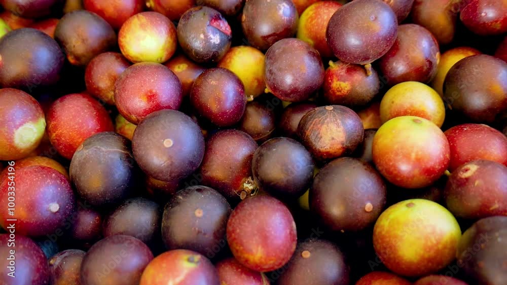 CAMU CAMU , BAYA CULTIVADA EN EL DISTRITO RUPA RUPA TINGO MARIA