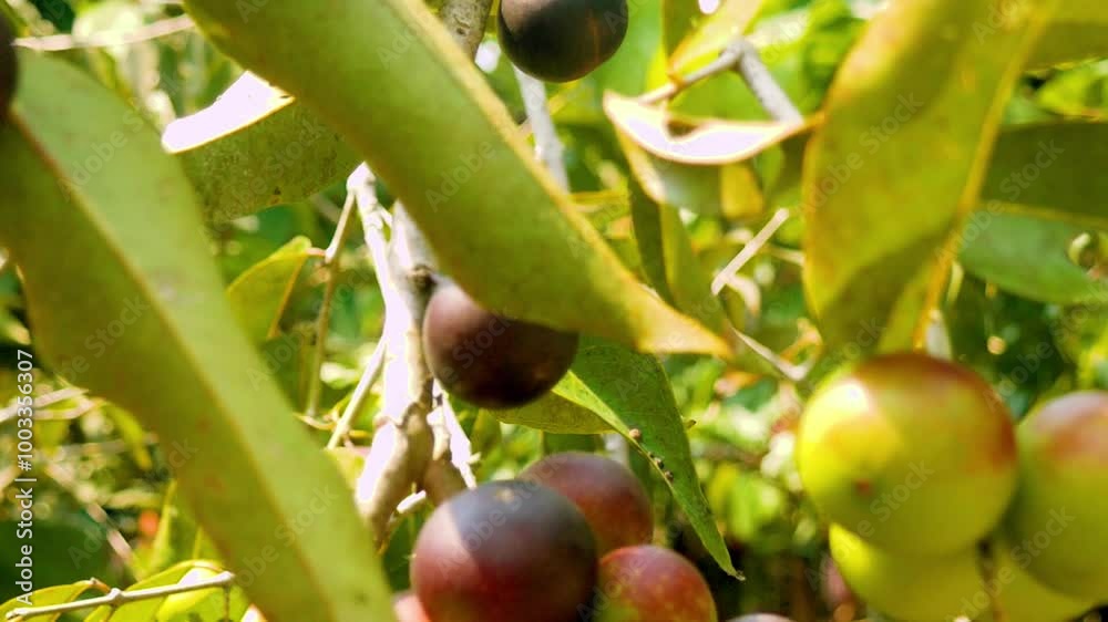 CAMU CAMU BAYA SELVTICA (Myrciaria dubia), TINGO MARIA PERU.