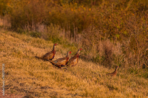 Ring Necked Pheasants in the grass photo