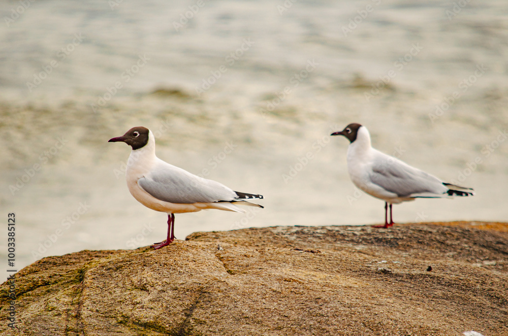 Una pareja de gaviotas cabecinegras (Ichthyaetus ichthyaetus) en una roca junto al mar