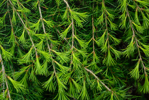 Light green soft fir needles on branches