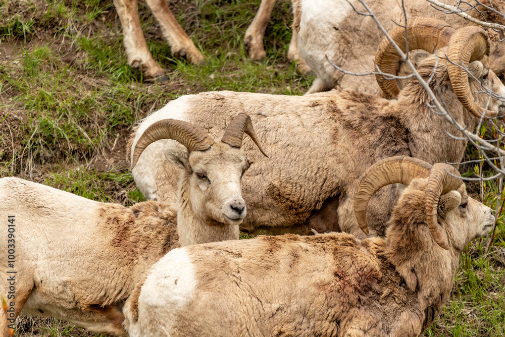 Wild bighorn sheep (Ovis canadensis) seen in Banff National Park during summer time with blurred, grey sky background. Wilderness with animals in Canadian rocky mountains. 