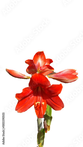 Flor amarílis vermelho em fundo transparente, png. photo