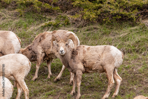 Wild bighorn sheep (Ovis canadensis) seen in Banff National Park during summer time with blurred, grey sky background. Wilderness with animals in Canadian rocky mountains. 