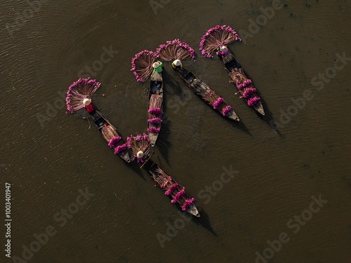 Harvesting water lilies in the floating season on Moc Hoa field, Long An.  shot in Moc Hoa, Long An on September 9, 2024. photo