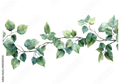 Elegant Green Vine isolated on transparent background