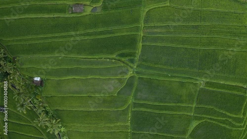 Rice fields in Bali, Indonesia feature lush green terraces, showcasing the island's rich agricultural heritage and stunning natural beauty, a perfect representation of Balinese culture and landscape.