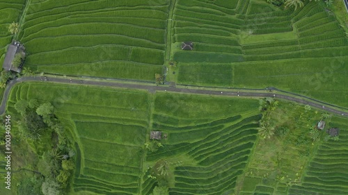 Rice fields in Bali, Indonesia showcase a beautiful sideways pan view, highlighting the lush green terraces and intricate irrigation systems that define the island's agricultural landscape.