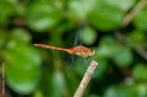 White-faced Meadowhawk hanging on to cut plant stem.