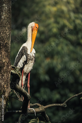 a beautiful painted stork in the forest