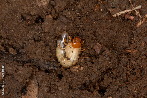 White grub worm found under a rock in the soil