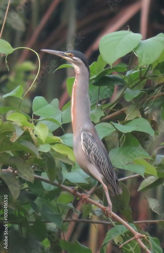 Striated Heron _ Socozinho (Butorides striata) in north of Brazilian Amazon photo