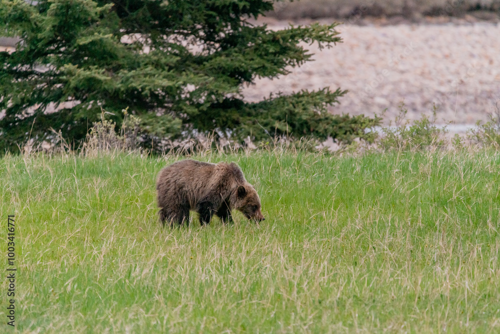Wild grizzly bear (Ursus arctos horribilis) seen in Jasper National Park during summer time while foraging, eating on the side of the highway. Green, natural, flora background. Wild grizzly bear (Ursus arctos horribilis) seen in Jasper National Park during summer time while foraging, eating on the side of the highway. Green, natural, flora background.
