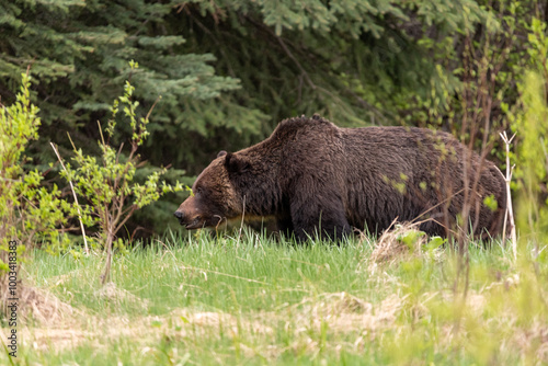 Wild grizzly bear (Ursus arctos horribilis) seen in Jasper National Park during summer time while foraging, eating on the side of the highway. Green, natural, flora background.