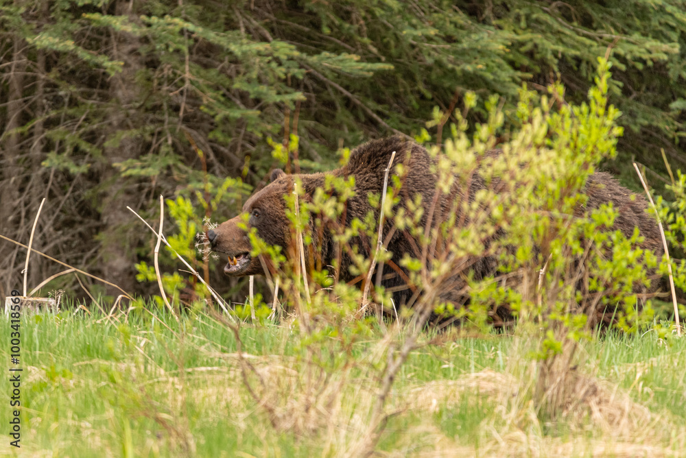 Wild grizzly bear (Ursus arctos horribilis) seen in Jasper National Park during summer time while foraging, eating on the side of the highway. Green, natural, flora background. Wild grizzly bear (Ursus arctos horribilis) seen in Jasper National Park during summer time while foraging, eating on the side of the highway. Green, natural, flora background.