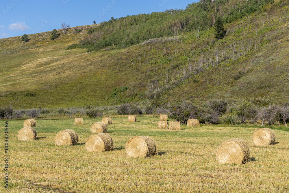 Rural autumn scene of round hay bales sitting in an agricultural field with a tall hill behind the field. Rural autumn scene of round hay bales sitting in an agricultural field with a tall hill behind the field.