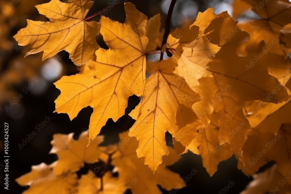 Golden Maple Leaves Close up Macro Photography Golden Maple Leaves Close up Macro Photography
