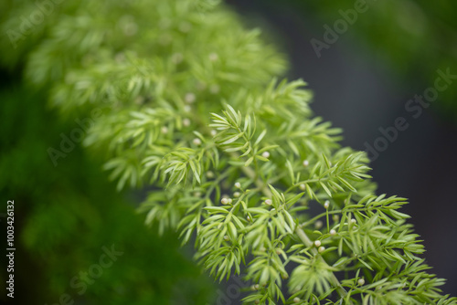 close up of tree