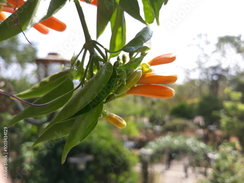 Orange flamevine flower on a garden