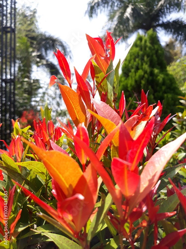 Red and yellow lilly pilly tulips under the summer sun photo