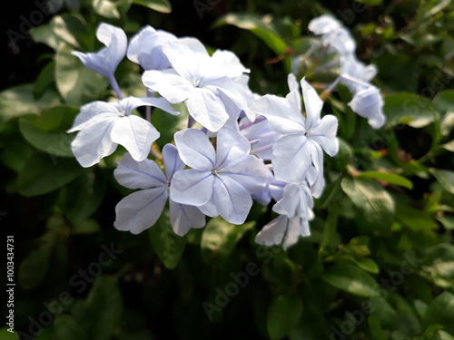 Soft white blue leadworts forget me not flowers 