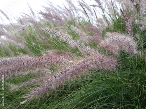 Closeup of lavender grass in nature