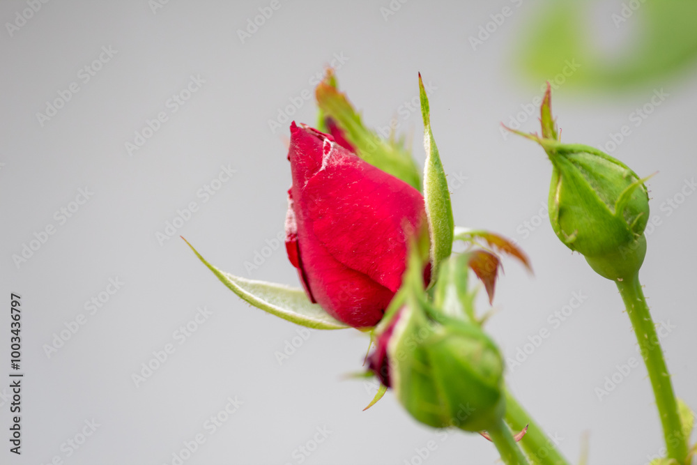Fototapeta premium Red Rose bud is going to bloom, isolated white bokeh background