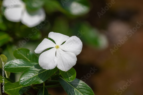 flower of Catharanthus roseus, Vinca or tapak dara is a short flowering plant that has exotic and beautiful colors photo