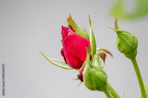Red Rose bud is going to bloom, isolated white bokeh background