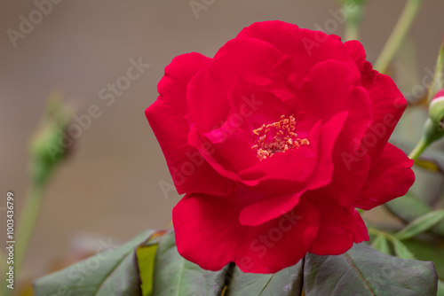 red roses in full bloom in the flower garden 