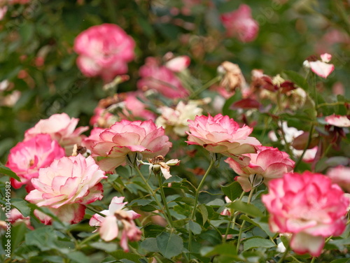 A bunch of pink and white flowers are in a garden