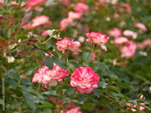 A bunch of pink and white flowers are in a garden