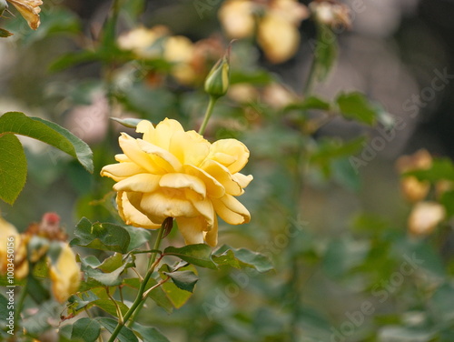 A yellow flower is in the foreground of a green bush