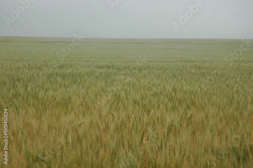 Wheat crops in northern Argentina