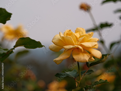 A yellow flower is in the foreground of a field of green leaves