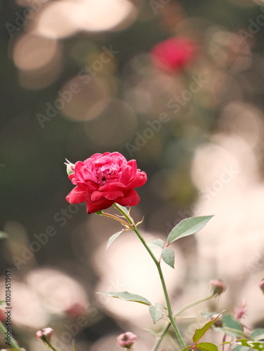 A single red rose is the main focus of the image
