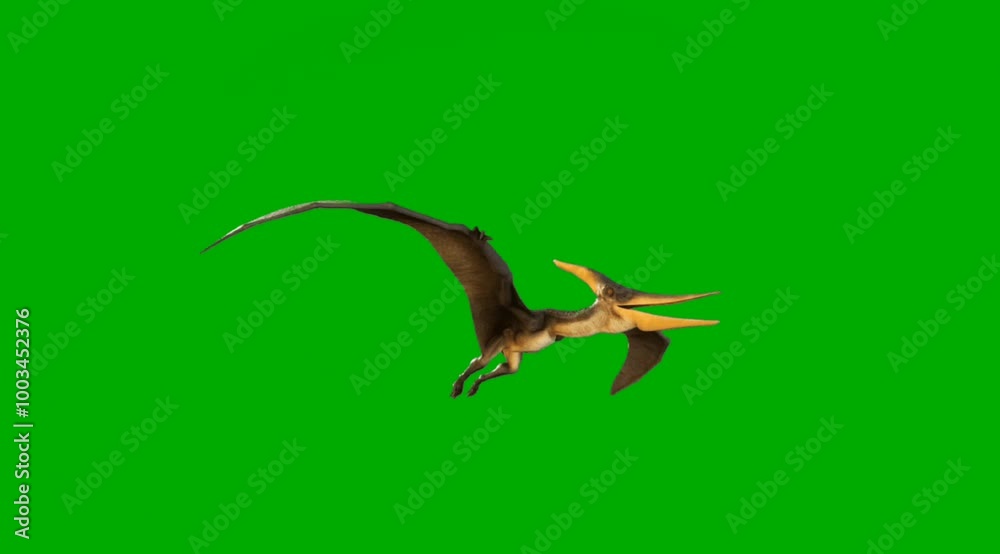 A captivating 4K animation of a prehistoric dinosaur bird flying on a green screen background. Perfect for projects needing a realistic depiction of ancient creatures in motion