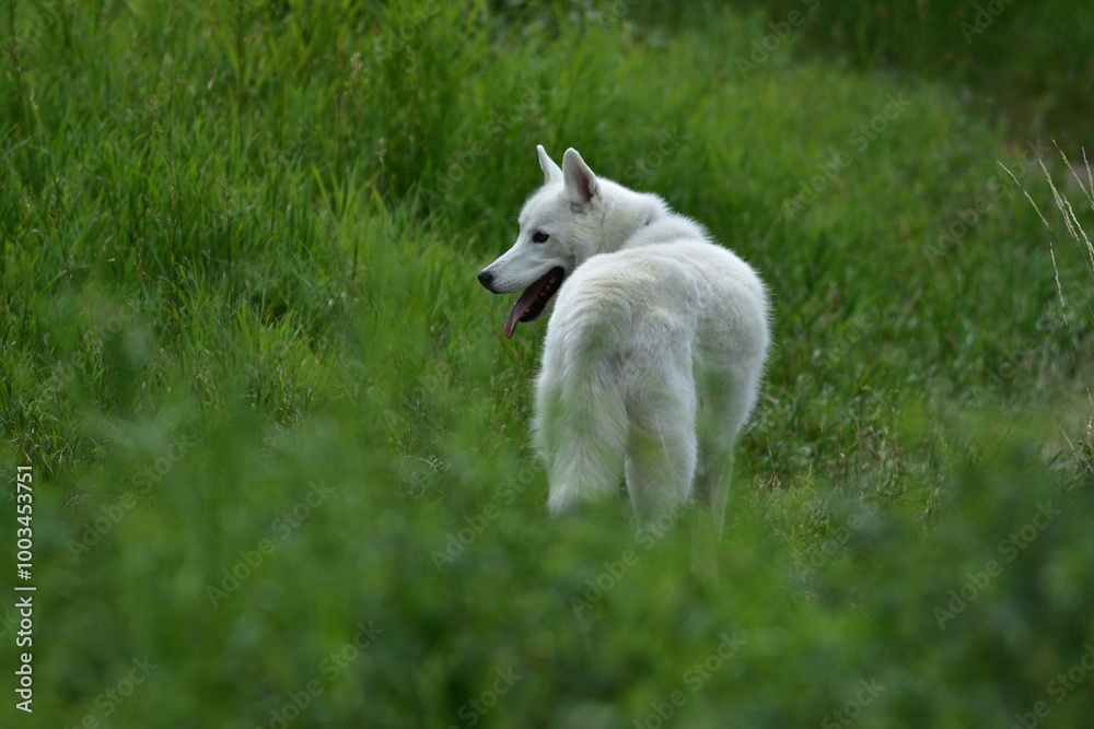 Obraz premium white dog on green grass