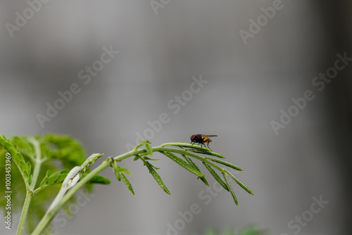 fly lay ontop of white popinac or lead tree photo