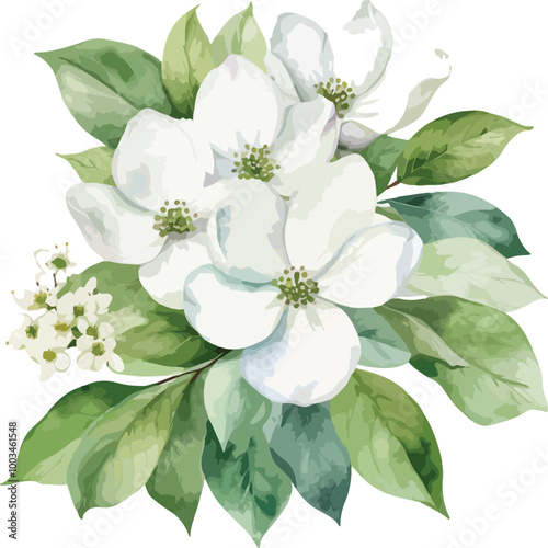 Beautiful Watercolor white flowers Dogwood Blossom with green leaf vector illustration