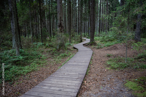 Ecological curve plank path through dark coniferous spruce woods in Komarovo, Russia. Raised wooden track snaking through dense forest. Nature reserve, hiking.  photo