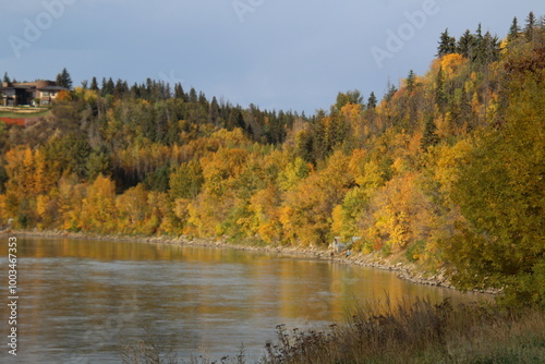 autumn in the forest