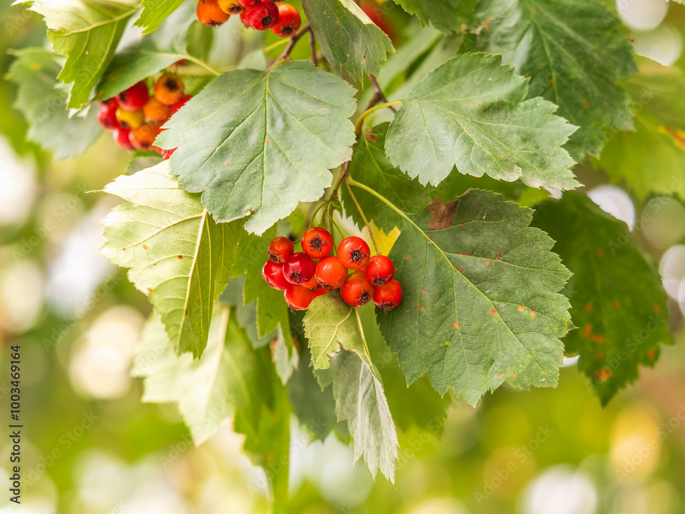 Autumn hawthorn branch with red berries and yellow green leaves on a blury background Autumn hawthorn branch with red berries and yellow green leaves on a blury background