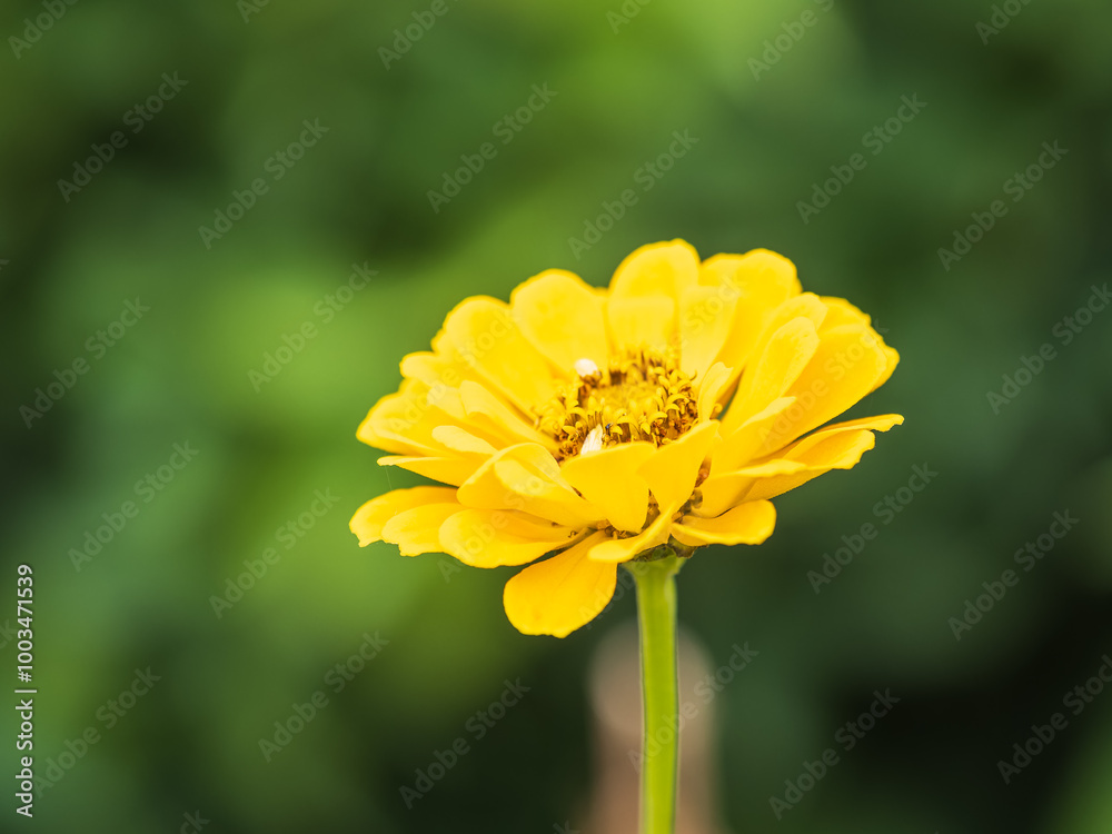 Obraz premium Yellow Zinnia flowers. Flowers zinnia elegans. Color nature background.