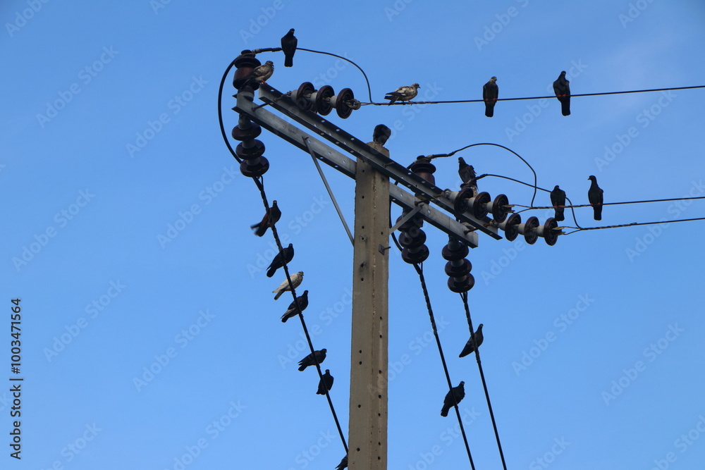 Domestic and typical pigeon standing on the electric wire in the city. Pest on the cable concept. Domestic and typical pigeon standing on the electric wire in the city. Pest on the cable concept.