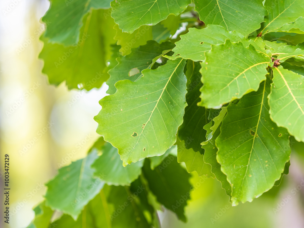 Oak branches with green and yellow leaves in autumn park. Oak branches with green and yellow leaves in autumn park.