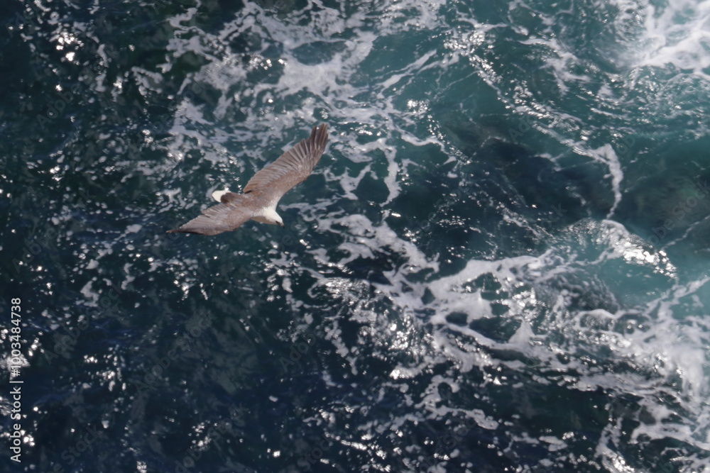 Obraz premium white-bellied sea eagle