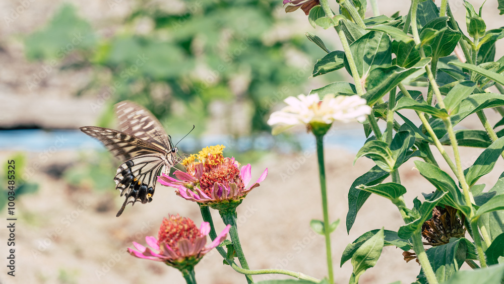 花にとまるアゲハチョウ - 美しい自然の瞬間 花にとまるアゲハチョウ - 美しい自然の瞬間