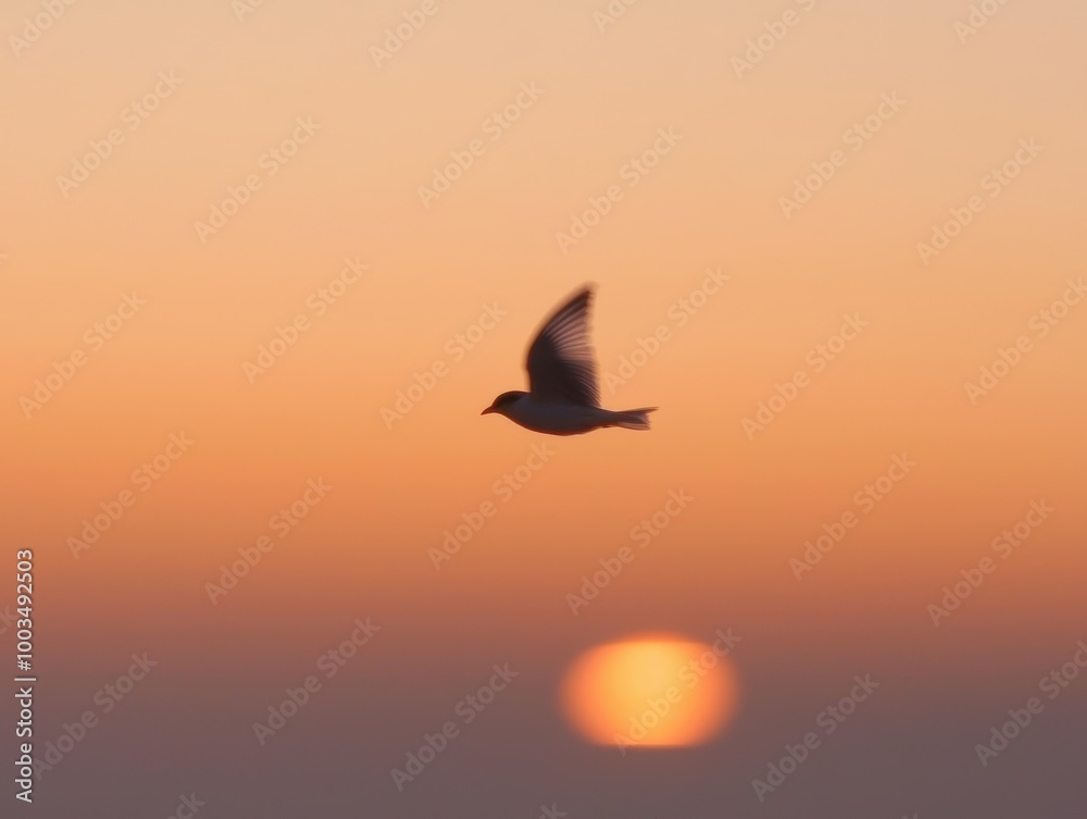 Fototapeta premium Bird silhouette at sunset
